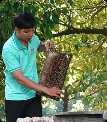 Thu hoạch mật ong tự nhiên